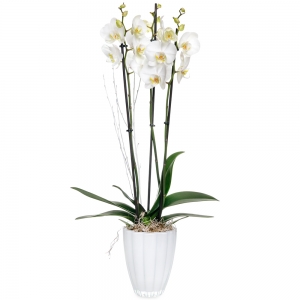White orchid phalaenopsis in a glass vaze