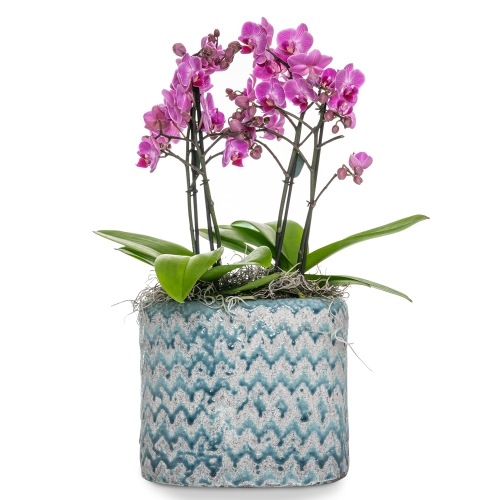 Two phalaenopsis orchids in a clay pot