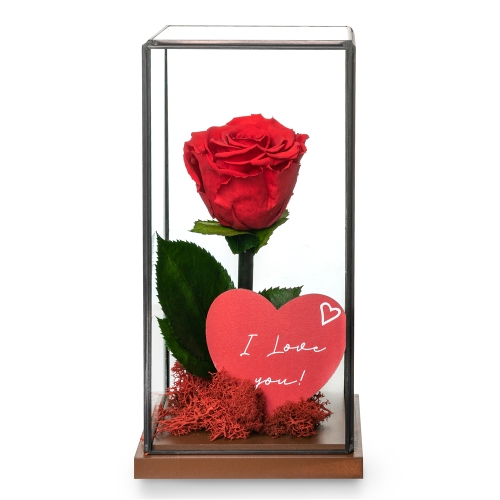 Red tall preserved rose in a square glass