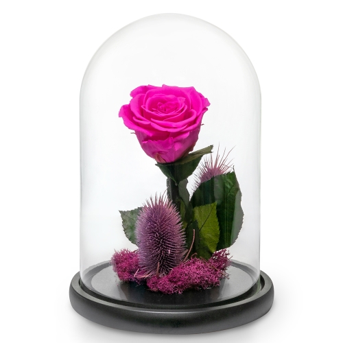 Magenta rose in glass