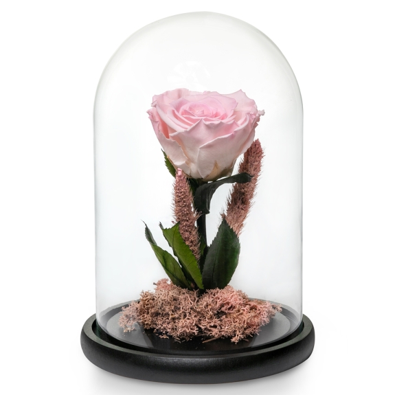 Pink rose in a glass