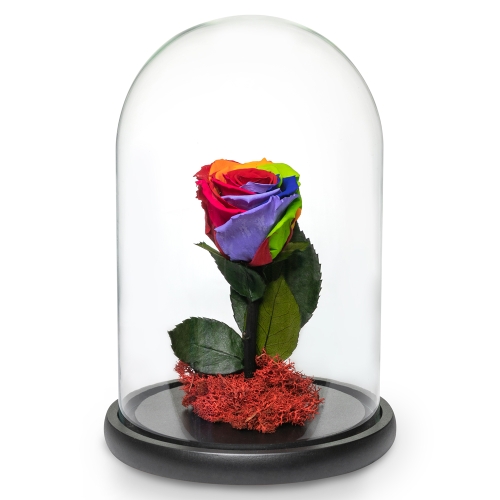 Colourful rose in a glass