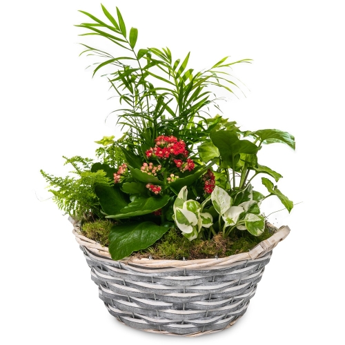 Plant arrangement in a round basket