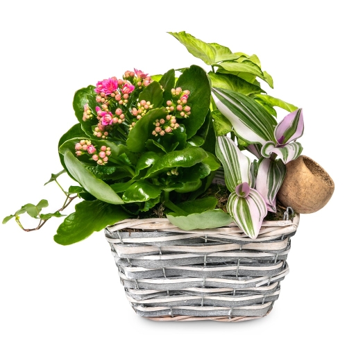 Plant arrangement in a square basket