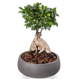 Μεσαίο φυτό bonsai σε γκρι πιατέλα