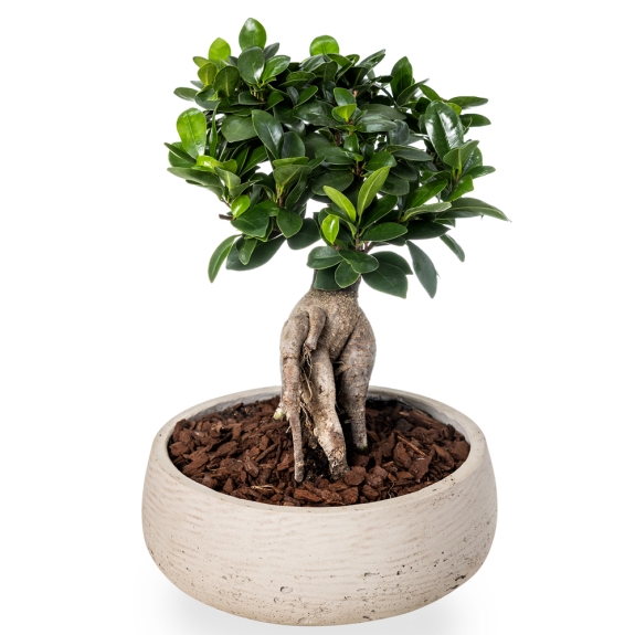Φυτό μικρό bonsai σε γκρι πιατέλα 