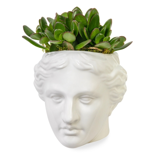 Female face with succulents