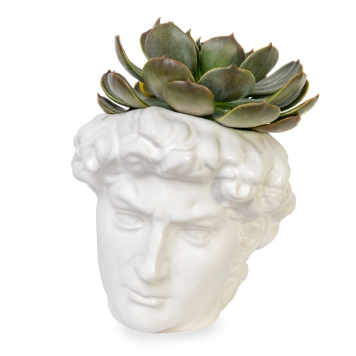 David of Michelangelo face with succulents