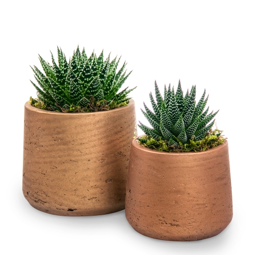 Two gold pots with succulents