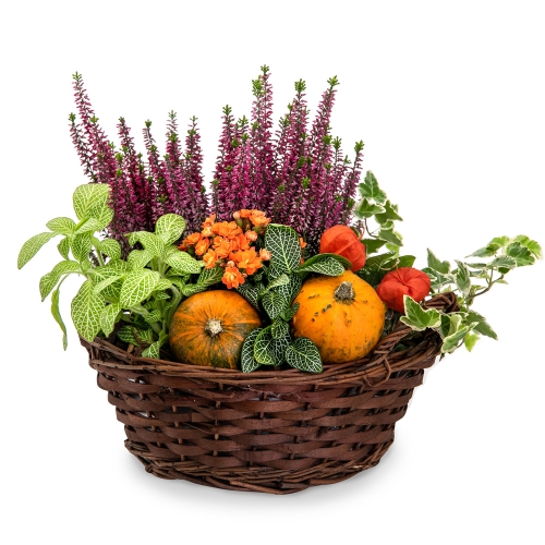Plants arrangement in a box