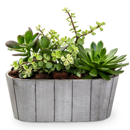 Succulents on wooden plate