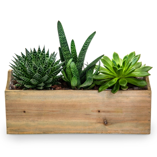 Succulent plants οn wooden pot