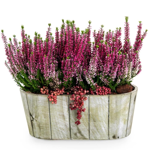 Two plants calluna in wooden pot