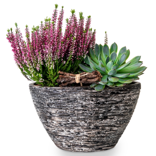 Calluna and heveria in pot