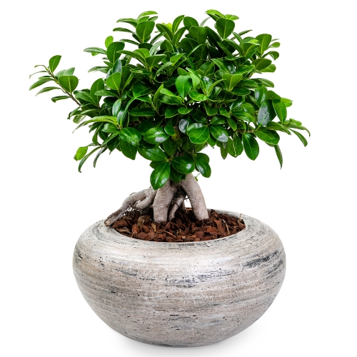 Bonsai in a grey pot