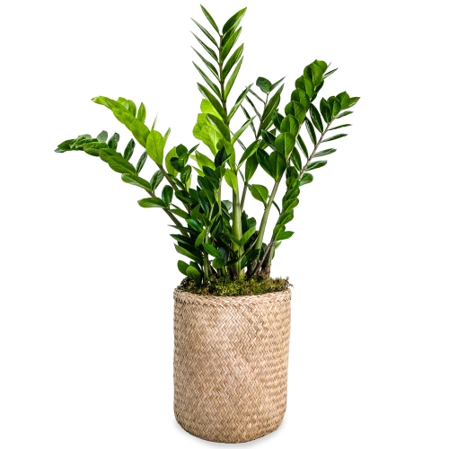 Zamia plant in a straw pot with cement lining 1metre