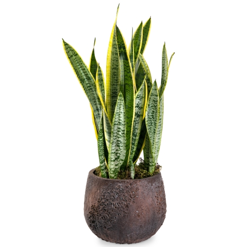 Sansevieria plant in a round bronze pot 65cm.