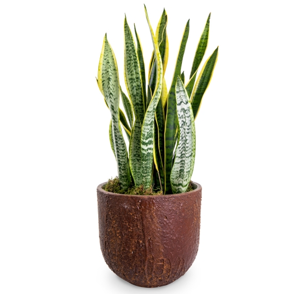 Sansevieria plant in a round lava pot 75cm.