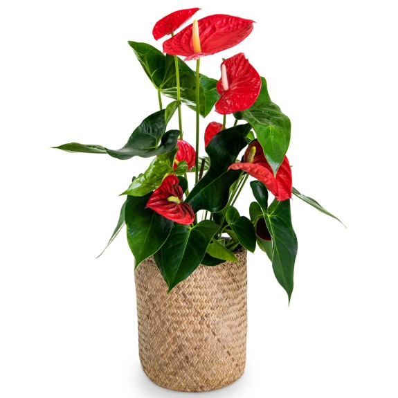 Anthurium plant in a straw pot with cement lining 75cm.