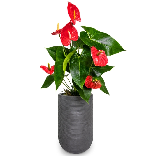 Red anthurium in a grey pot