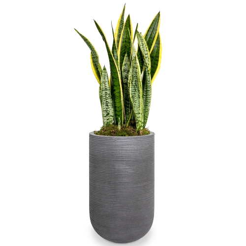 Sansevieria