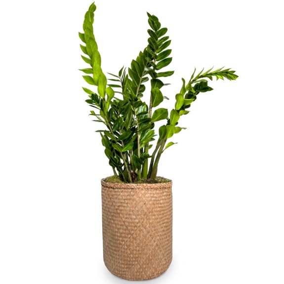 Zamia plant in a straw pot with cement lining 85cm.