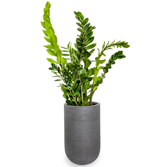 Zamia in tall grey pot 1m