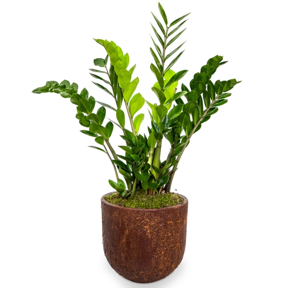 Zamia plant in a round lava pot 85cm.