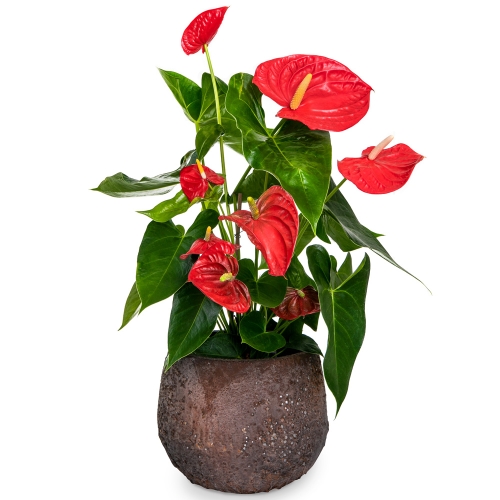 Anthurium plant in a round bronze pot