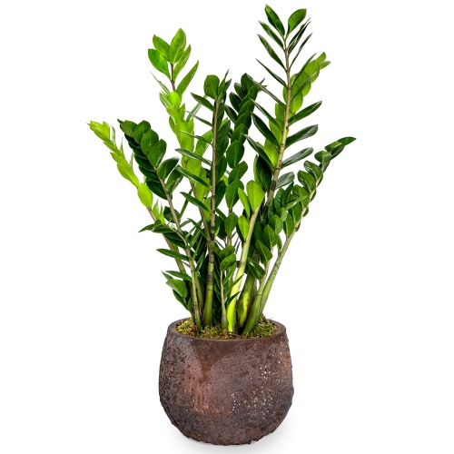 Zamia plant in a round bronze pot 65cm.