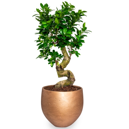 Bonsai zic zac in gold pot