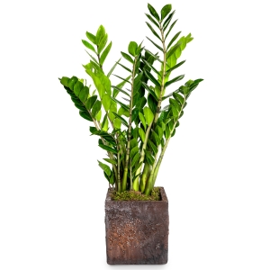 Zamia plant in a square bronze pot 75cm.