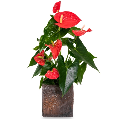 Anthurium plant in a square bronze pot