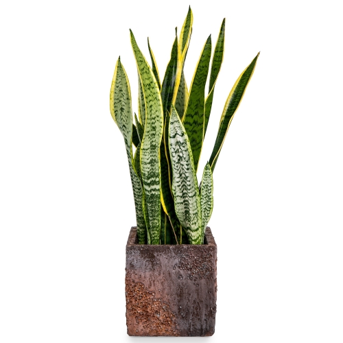 Sansevieria plant in a square bronze pot 65cm.