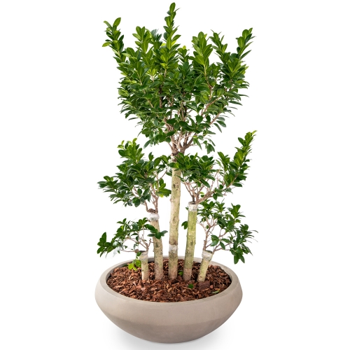 Μεγάλο φυτό Bonsai