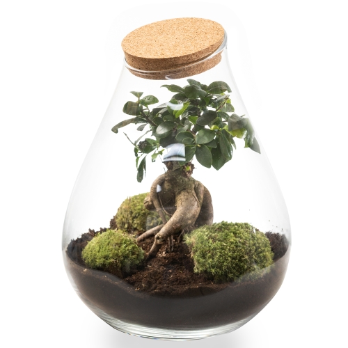 Φυτό bonsai μέσα σε γυάλα θερμοκήπιο