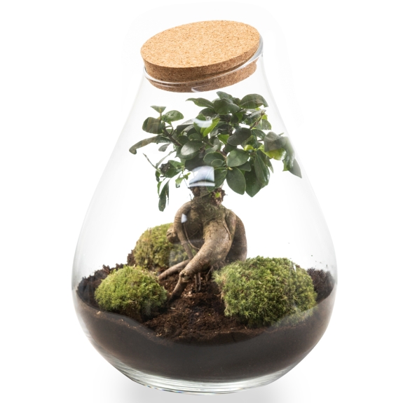 Φυτό bonsai μέσα σε γυάλα θερμοκήπιο