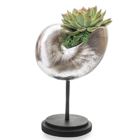 Echeveria plant in a silver shell