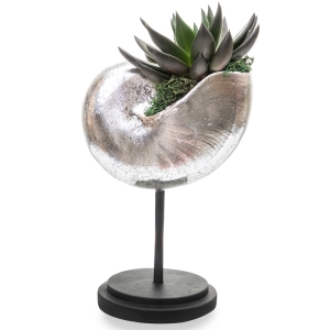 Succulent plant in a silver shell