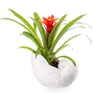 Guzmania plant in white seashell pot