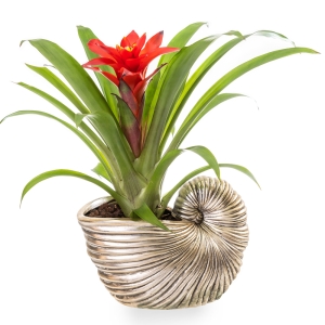 Guzmania plant in white seashell pot