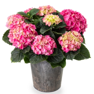 Ροζ φυτό ορτανσία σε τσίγγινο κουβά με λουλούδια