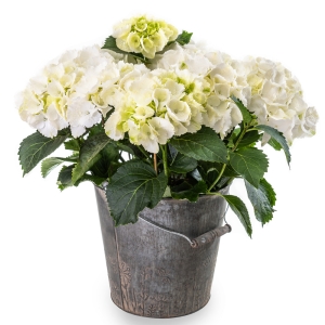 Φυτό λευκή ορτανσία σε τσίγγινο κουβά με λουλούδια