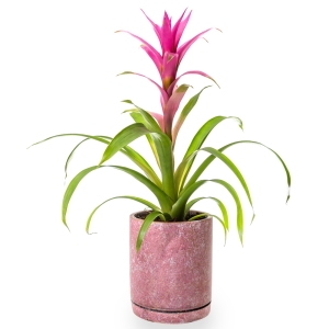 Guzmania plant in pink stone pot