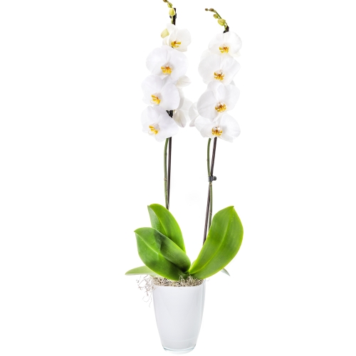 White orchid phalaenopsis in a glass vaze