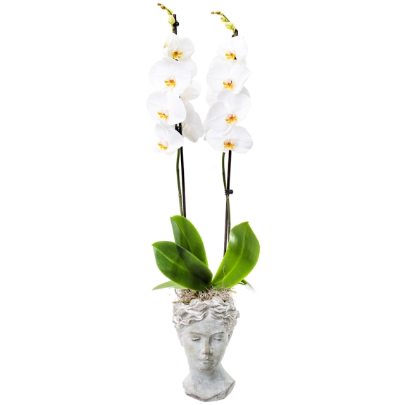 White Phalaenopsis on a ancient greek stone face