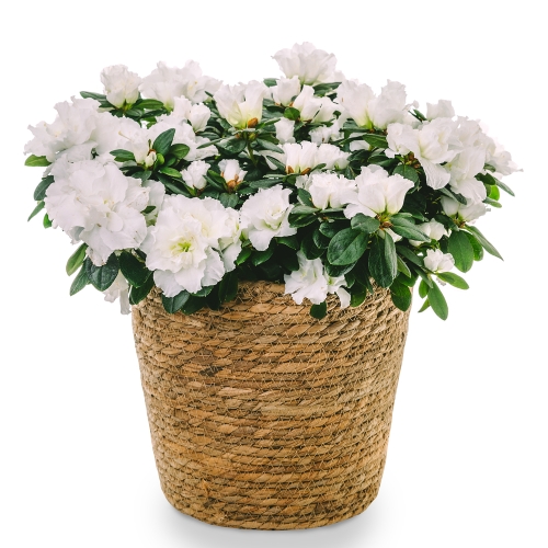 Plant azalea in basket