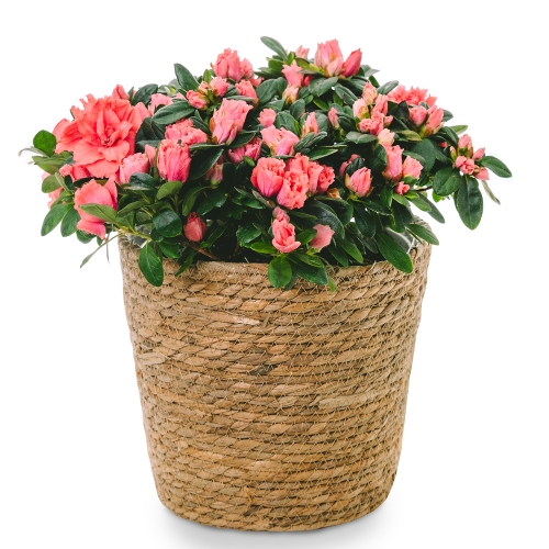 Plant pink azalea in basket