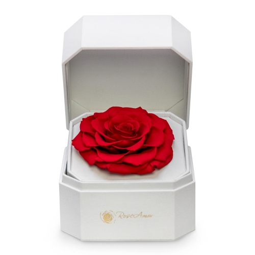 Red preserved rose in a white or black box