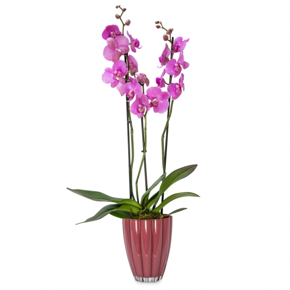 Pink orchid